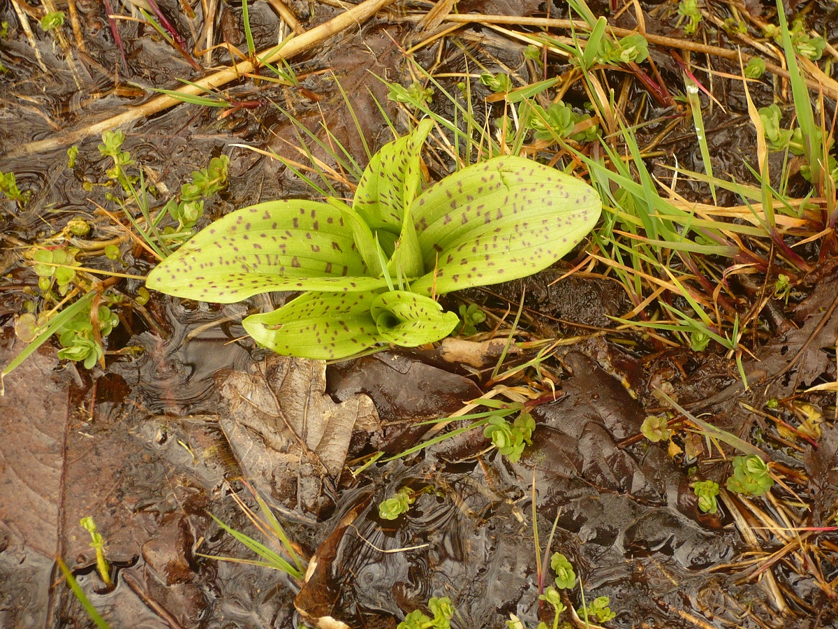 Dactylorhiza majalis (Orchidaceae)